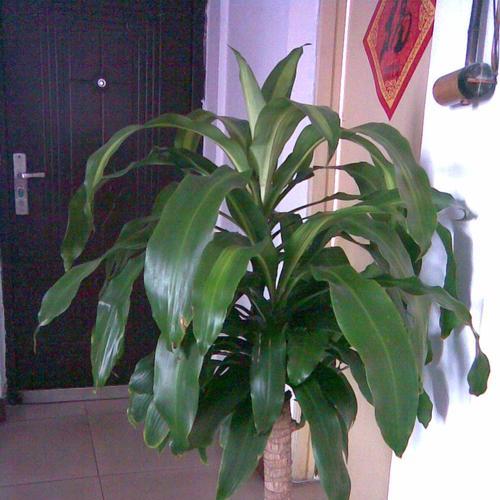 巴西木种植土里可行吗？如何正确种植巴西木？