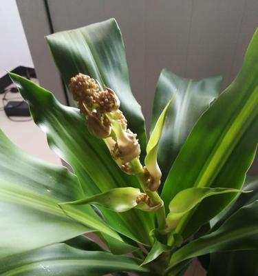 巴西木的花期是多久？开花时间是什么时候？