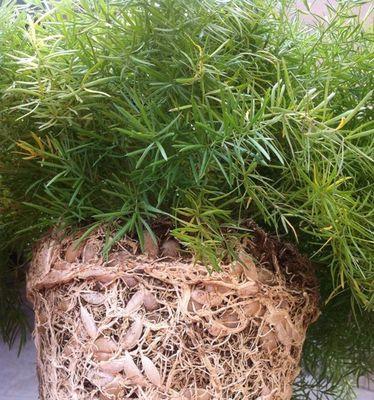 巴西木属于天门冬科植物吗？它有哪些特点和用途？