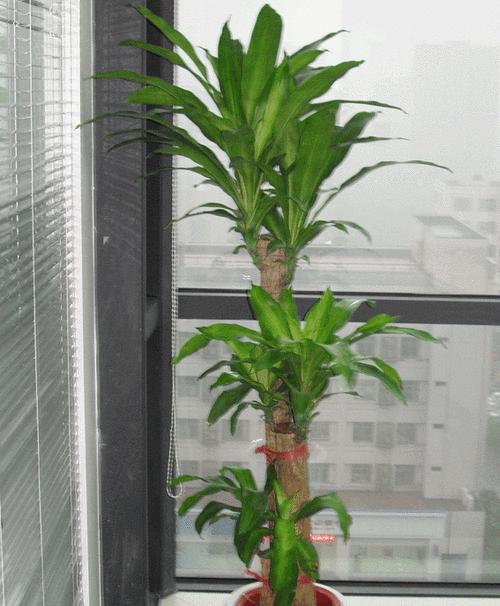 巴西木养殖环境条件有哪些？适合生长的环境是什么？