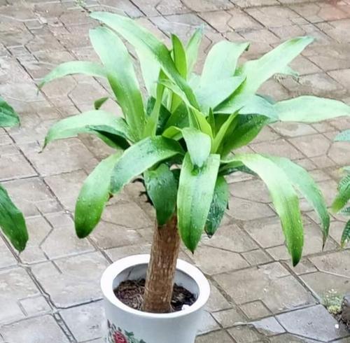 巴西木属于什么植物类型？巴西木的分类和特点是什么？