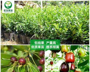 巴西甜樱桃几年结果实？种植后多久能收获？