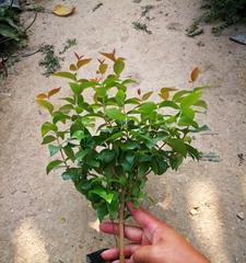 巴西甜樱桃几年结果实？种植后多久能收获？