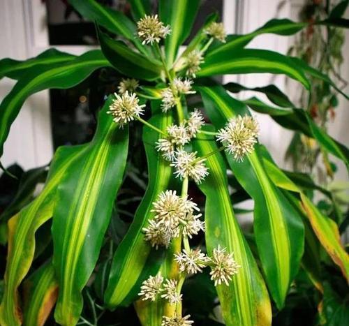 巴西铁树会开花吗？开花时间是什么时候？