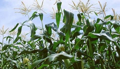 巴西玉米种植和收获的最佳时间是什么时候？常见问题有哪些？