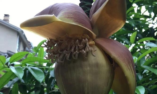 芭蕉花真的可以食用吗？食用芭蕉花的正确方法是什么？