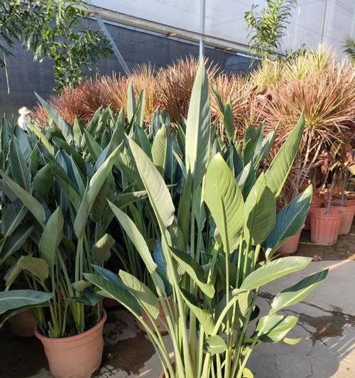 芭蕉科花卉有哪些种类？它们的养护方法是什么？