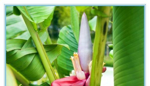 芭蕉科花卉有哪些种类？它们的养护方法是什么？