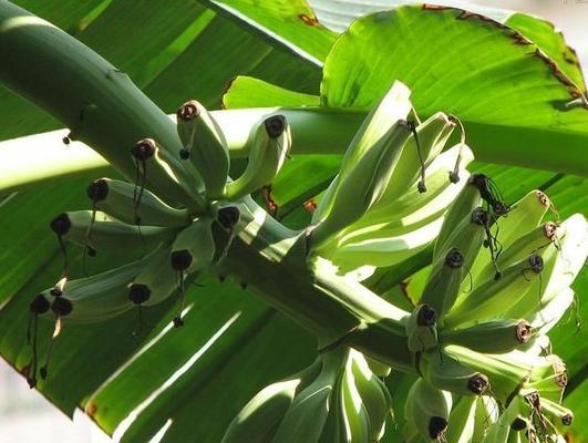 芭蕉属于草本植物吗？它的分类和特点是什么？