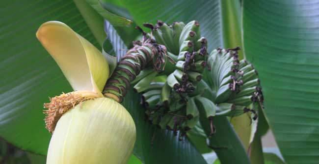 芭蕉属于草本植物吗？它的分类和特点是什么？