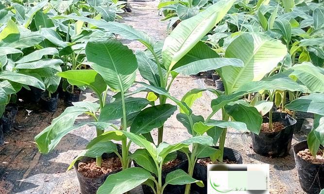 芭蕉树几年结果实？如何正确养护以促进果实成熟？