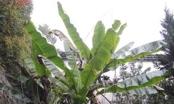芭蕉树几年结果实？如何正确养护以促进果实成熟？