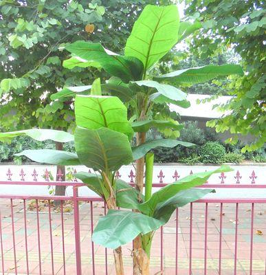 芭蕉树是多年生植物吗？芭蕉树的生长周期是多久？