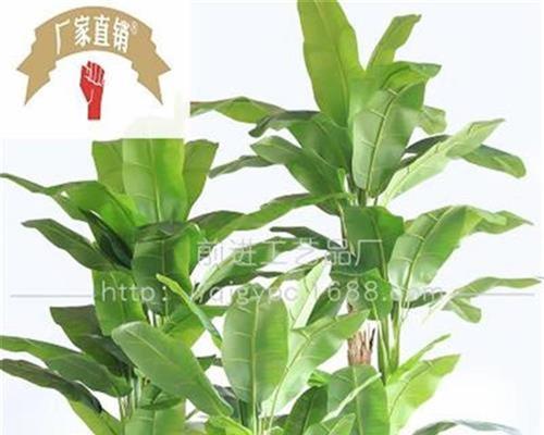 芭蕉树是热带植物吗？它们的生长环境和特点是什么？