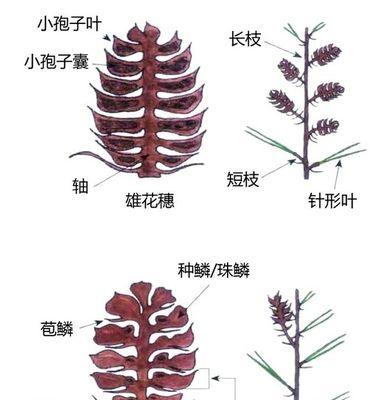 霸王鞭打顶的最佳时间是什么时候？具体步骤有哪些？