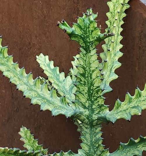 霸王花是什么菜？霸王花的食用方法和营养价值有哪些？