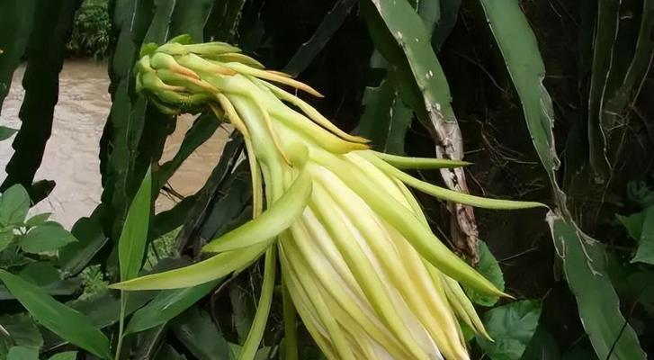 霸王花是什么植物？霸王花的特性及其用途是什么？