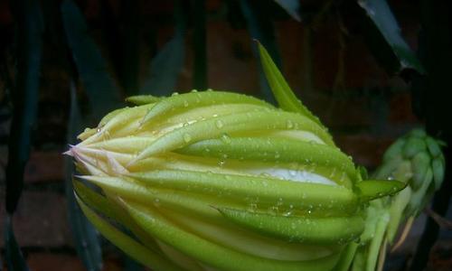 霸王花是什么植物？霸王花的特性及其用途是什么？