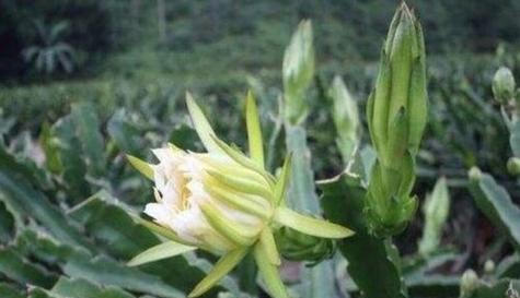 霸王花有什么作用？霸王花的神奇功效与使用方法是什么？