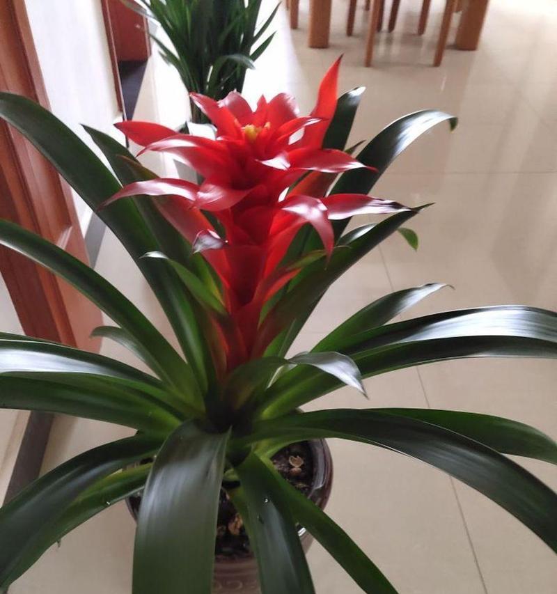 吧台适合摆放哪些植物能带来财运和好运？