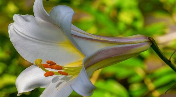 白百何花的含义是什么？白百何花象征着什么？