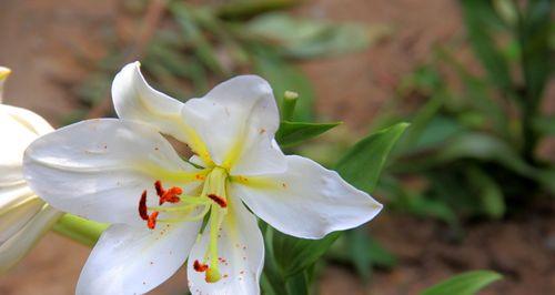 白百何花的含义是什么？白百何花象征着什么？