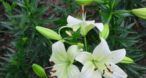 白百何花的含义是什么？白百何花象征着什么？