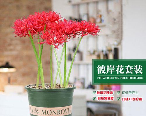 白彼岸花代表什么意思？其象征意义和文化背景是什么？