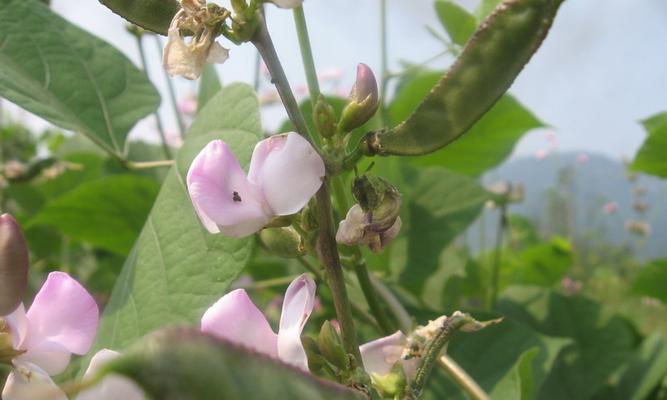 白扁豆什么时候种植最好？种植方法有哪些常见问题？