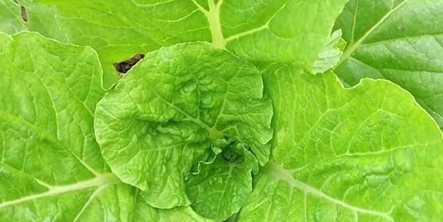 白菜从种植到成熟需要多少天？常见问题解答