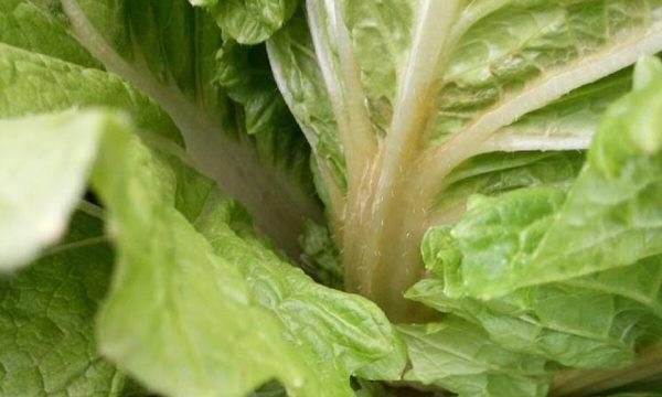白菜打什么药好？防治病虫害的有效方法是什么？