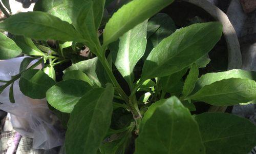 白菜含糖量高吗？了解白菜的营养成分和健康益处