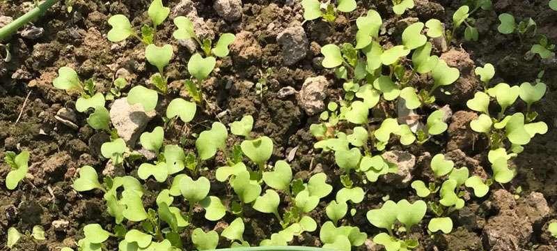 白菜种子需要泡多久才能播种发芽出苗？