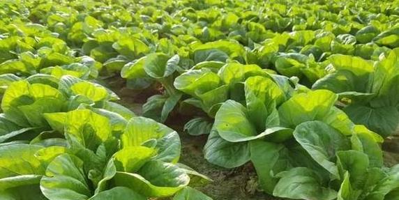 白菜几月份种植最合适？如何确保高产？