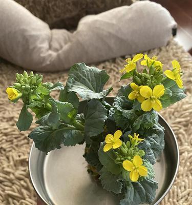 白菜开花后食用安全吗？如何处理开花白菜？