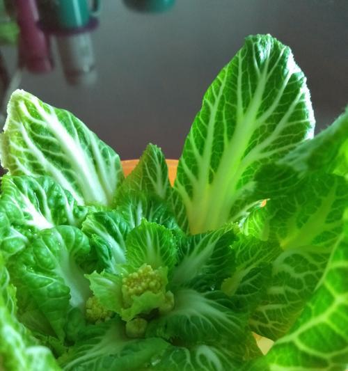 白菜开花吗？白菜开花是怎么回事？