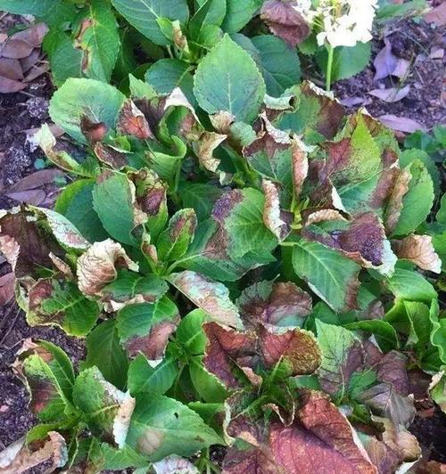 白菜种植时温度管理的常见问题？如何确保适宜的生长环境？
