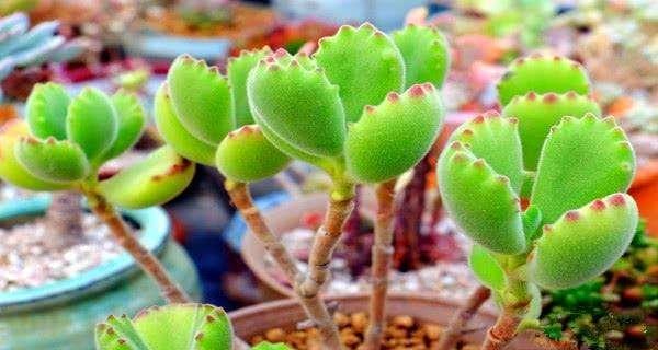 白菜种植时温度管理的常见问题？如何确保适宜的生长环境？