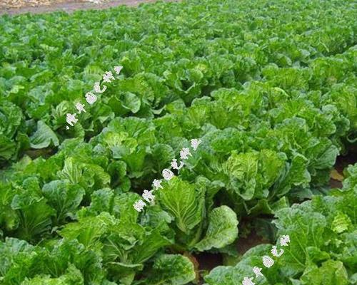白菜什么时候成熟？不同季节白菜成熟时间有何不同？