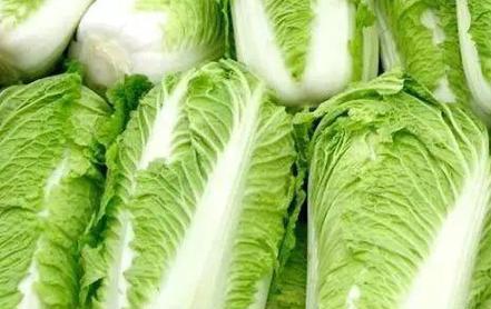 白菜什么时候成熟？如何判断白菜的最佳收获时间？
