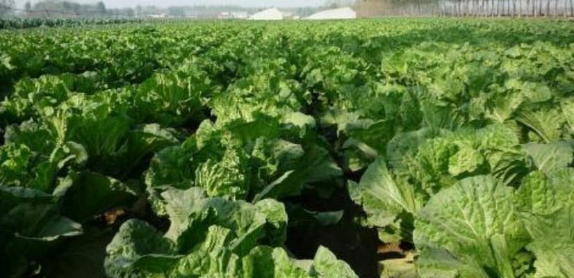 白菜最佳收获时间是什么时候？几月份收获最好？
