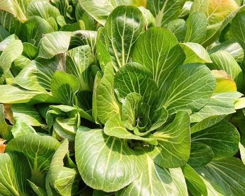 白菜最佳收获时间是什么时候？几月份收获最好？