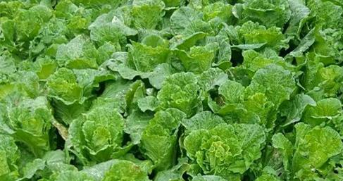 白菜什么时候种植最好？春季还是秋季？
