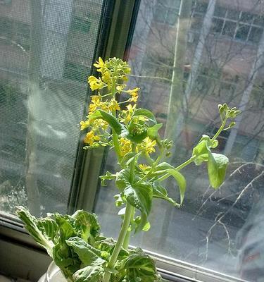 白菜属于被子植物吗？了解白菜的植物分类特征？