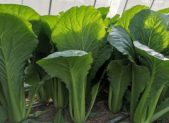 白菜属于种子植物吗?它的生长周期和繁殖方式是什么?