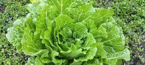 白菜是属于什么植物类型？白菜的分类和特点是什么？