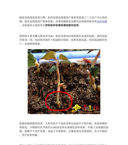 白菜炭疽病是怎么引起的？有效治疗方法有哪些？