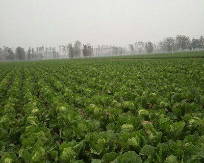 白菜原产地在哪里？白菜的起源和历史是什么？