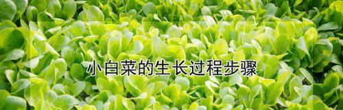 白菜种子催芽方法是什么？如何正确进行催芽操作？