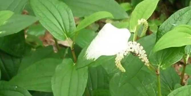 白草还有哪些别称？白草的其他名字是什么？